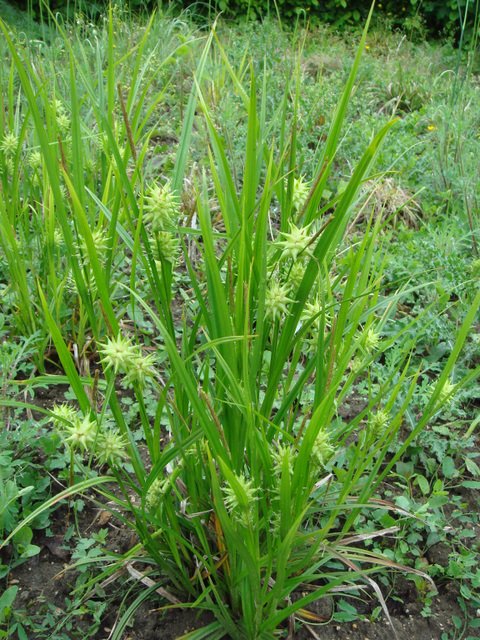 Carex grayi